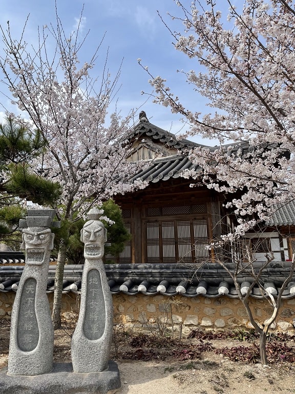 Lingua-Asia-Cherry-Blossoms-in-Gyeongju