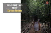 Random But Interesting Facts About Korean Bamboo