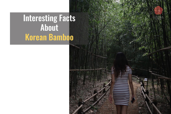 Lingua Asia Interesting Facts About Korean Bamboo