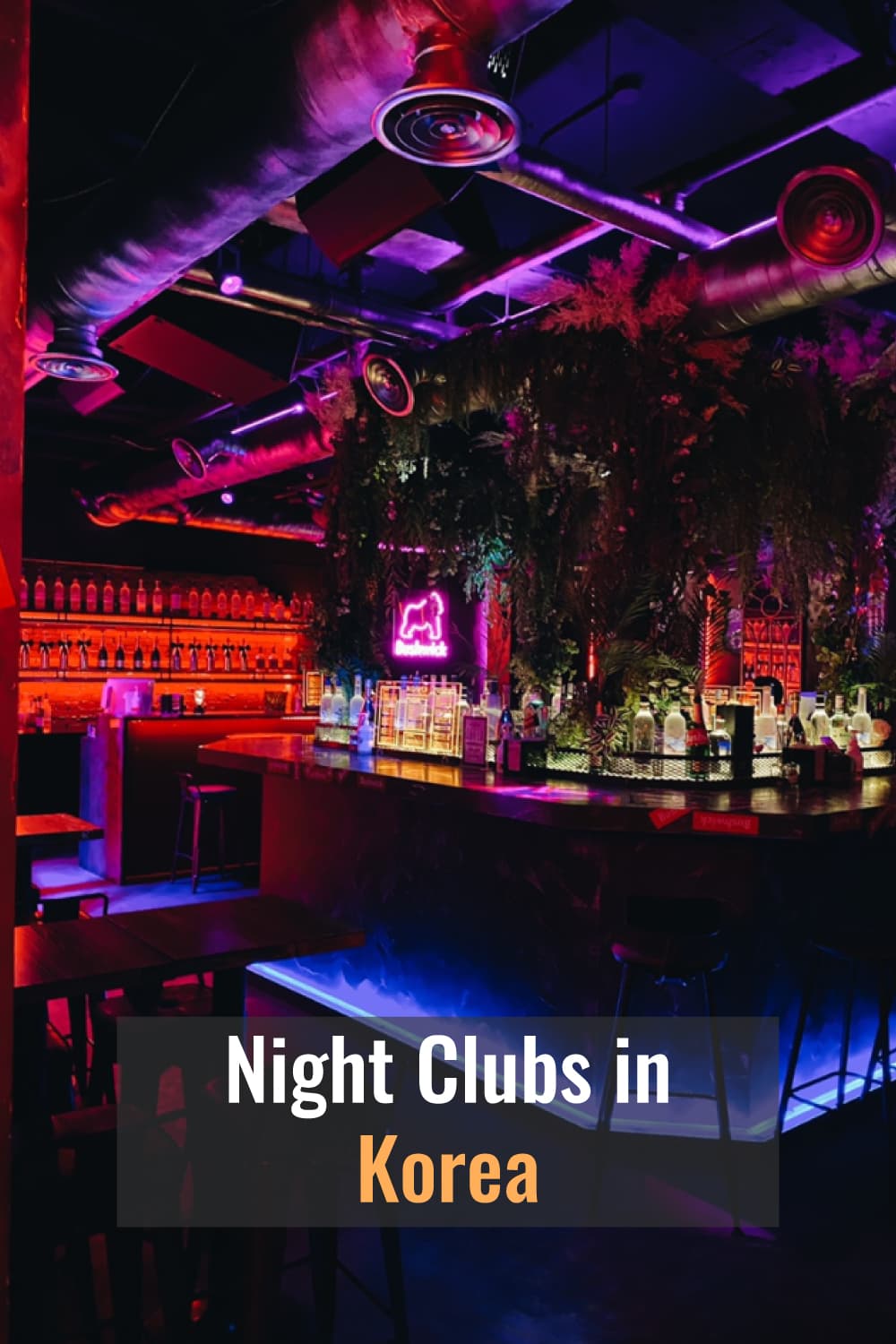Lingua Asia Types of Night Clubs in Korea and What to Expect