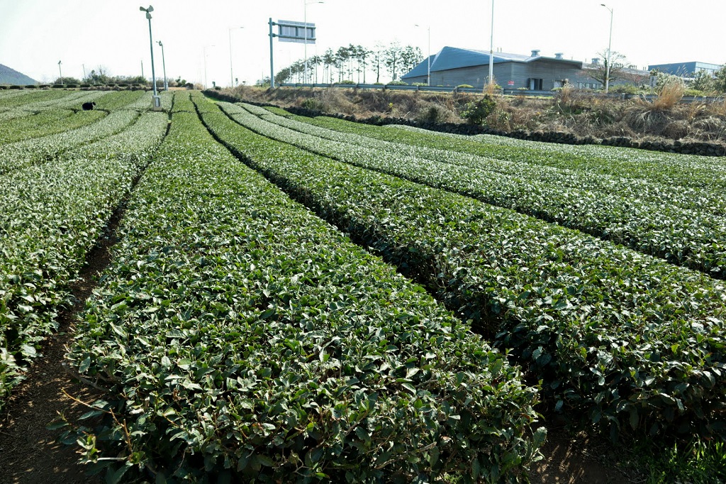 Lingua Asia_Jeju_O'sulloc_Green Tea
