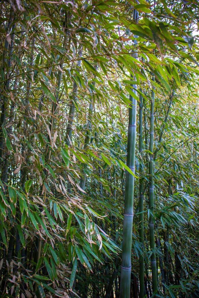 Lingua-Asia_Korea_Bamboo-Forest_2021