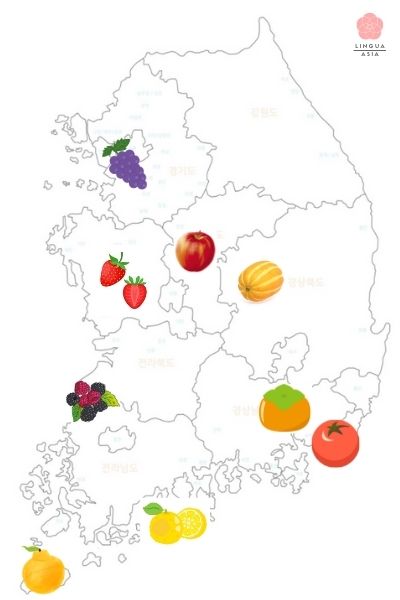 링구아아시아_한국의 지역 과일