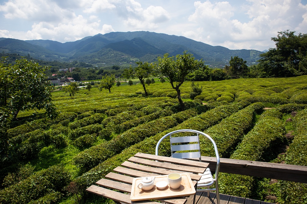 Lingua Asia_South Korea_Hadong_Tea Fields_2021