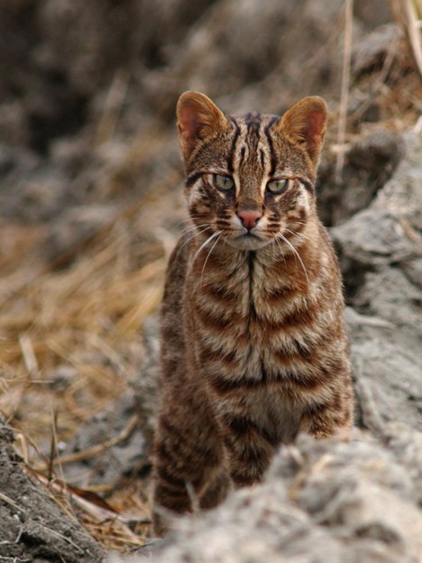 Linguasia Amur Leopard Cat (Prionailurus Bengalensis Euptilura)
