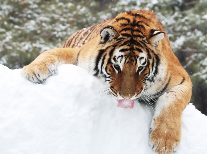 Linguasia Amur Tiger (Panthera Tigris Altaica)