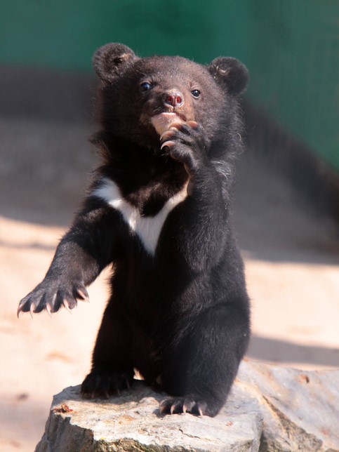 Linguasia Asiatic Black Bear (Ursus Thibetanus)