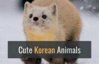 10 Cute and Rare Korean Animals That’ll Melt Your Heart