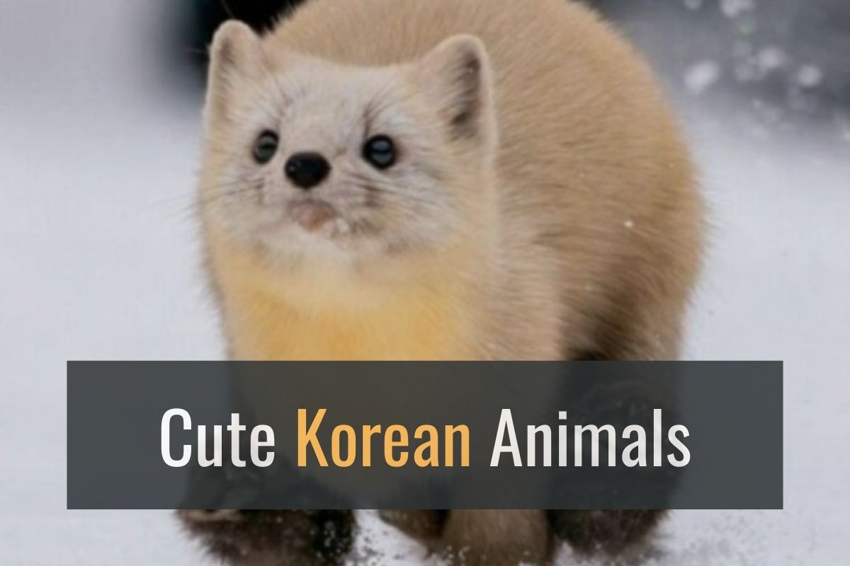 Linguasia Cute and Rare Korean Animals That'll Melt Your Heart