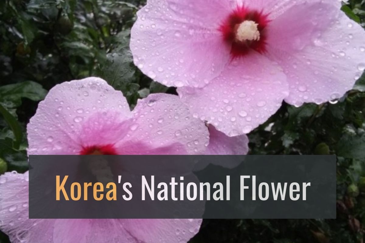 Linguasia Enchanting Story of Korea's National Flower Mugunghwa