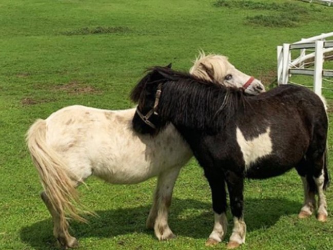 Linguasia Jeju Horse (Equus Ferus Caballus)